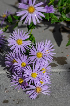 Téléchargez les photos : Symphyotrichum novi-belgii plante ornementale à fleurs, belles fleurs de pétales riches en automne d'été en fleurs - en image libre de droit