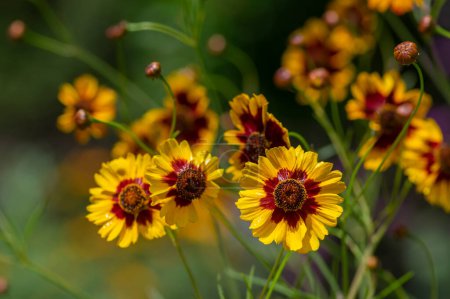 Photo for Creopsis tinctoria garden golden tickseed bright yellow and red maroon flowers in bloom, calliopsis ornamental flowering plant - Royalty Free Image