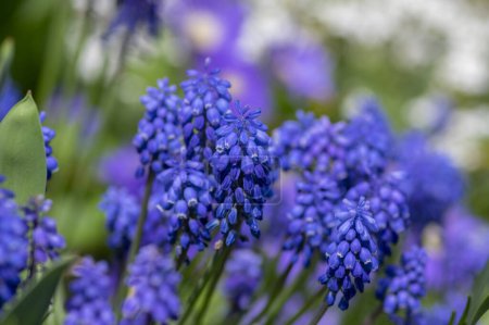 Photo for Muscari armeniacum ornamental springtime flowers in bloom, Armenian grape hyacinth flowering blue plants in the spring garden - Royalty Free Image