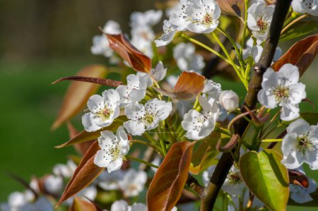Téléchargez les photos : Pyrus pyrifolia poirier asiatique fleurs d'arbre blanc en fleurs, branches fleuries nashi, feuilles fraîches vertes - en image libre de droit