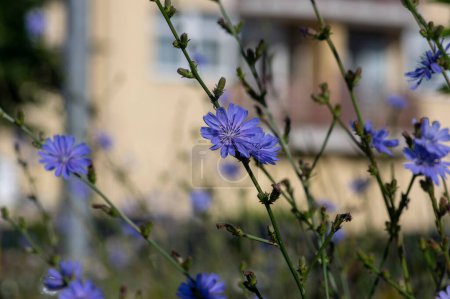 Téléchargez les photos : Cichorium intybus Chicorée commune sauvage fleur bleu vif en fleur, fleurs herbacées vivaces boutons de célibataire plantes des champs - en image libre de droit