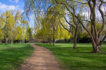 Foto de Parque público a principios de primavera, la naturaleza comienza a convertirse en verde a la luz del sol brillante, sauces y paisajes sucios camino - Imagen libre de derechos