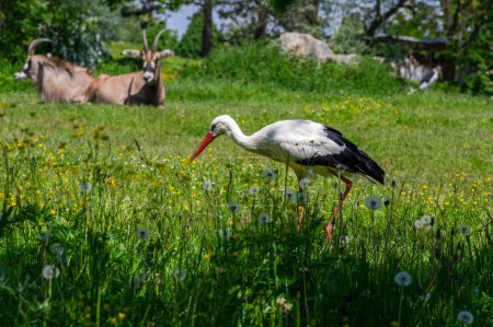 Téléchargez les photos : Grande cigogne blanche belle chasse à la cigogne blanche dans l'herbe sur la prairie avec plumage blanc et noir et becs et jambes rouges - en image libre de droit