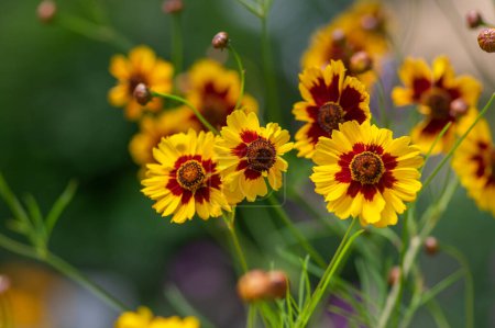 Téléchargez les photos : Creopsis tinctoria jardin tickseed doré jaune vif et rouge fleurs de marron en fleur, calliopsis plante à fleurs ornementale - en image libre de droit