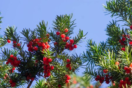 Photo for Taxus baccata European yew is conifer shrub with poisonous and bitter red ripened berry fruits in daylight - Royalty Free Image