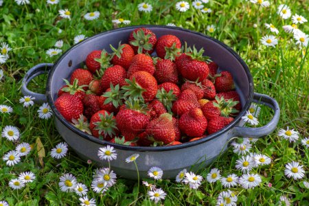 Photo for Group of tasty red strawberries on rustic retro blue enameled bowl on green grass grass and blooming white daisies, ready to eat raw vitamins fruits - Royalty Free Image