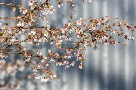 Photo for Prunus incisa Kojou-no-mai flowering early spring ornamental tree, beautiful small bright white flowers in bloom on branches - Royalty Free Image