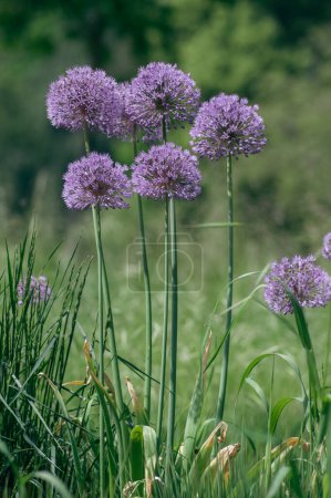 Foto de Allium hollandicum persian onion dutch garlic purple sensation planta con flores de lluvia, flores ornamentales en flor - Imagen libre de derechos