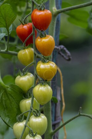 Foto de Maduración roja y verde tomates sabrosos y comestibles frutas que cuelgan de la planta de tomate, ingrediente de estilo de vida sabroso y saludable para cocinar - Imagen libre de derechos