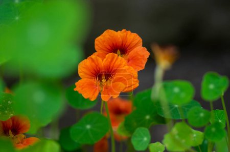 Téléchargez les photos : Tropaeolum majus edible monks cress flowers in bloom, beautiful nasturtium garden edible salad flowering plant - en image libre de droit