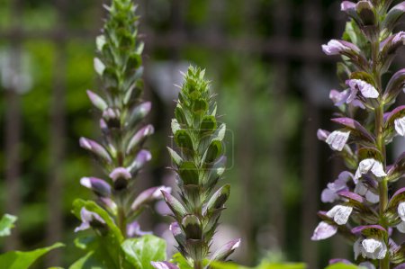 Téléchargez les photos : Acanthus hungaricus grande plante à fleurs, herbacé violet blanc ours vert fleurs en fleurs - en image libre de droit