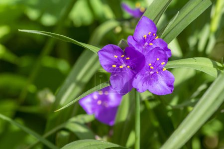 Foto de Tradescantia virginiana la Virginia spiderwort violeta brillante plantas con flores, tres pétalos flores en flor - Imagen libre de derechos