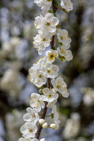 Photo for Prunus domestica italica greengages plums tree in bloom, beautiful rich flowering branches in sunny springtime - Royalty Free Image