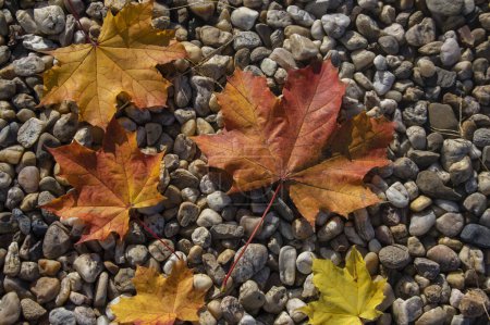 Téléchargez les photos : Acer platanoides automne lumineux fond de feuilles colorées, automne lumineux belle saison jaune orange rouge couleurs - en image libre de droit