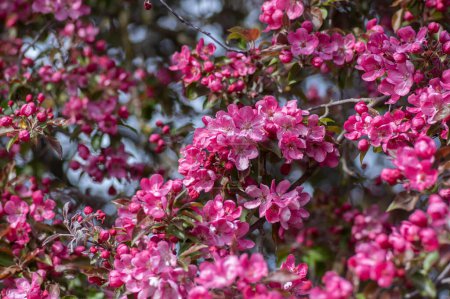 Téléchargez les photos : Ornement malus royauté beau pommier fleurissant, printemps, fleurs rose pourpre en fleurs sur les branches, feuilles colorées - en image libre de droit