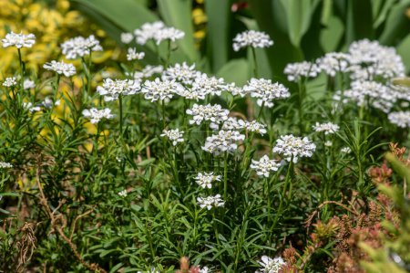 Photo for Iberis sempervirens evergreen candytuft perenial flowers in bloom, group of bright white springtime flowering rock plants - Royalty Free Image