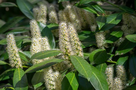 Photo for Prunus laurocerasus cherry laurel flowering plants, group of white flowers on bush branches in bloom, green leaves - Royalty Free Image