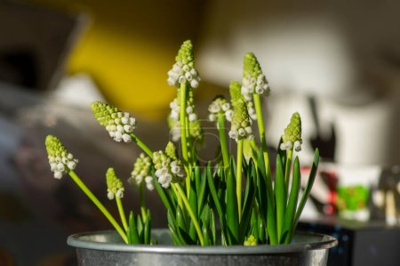 Photo for Muscari aucheri grape hyacinths white flowering flowers, group of bulbous plants in bloom, green leaves and buds - Royalty Free Image