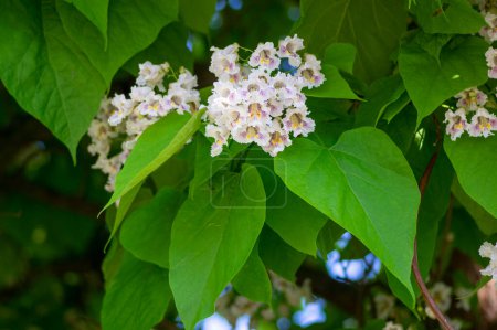 Foto de Catalpa bignonioides árbol floreciente ornamental caducifolio de tamaño mediano, ramas con grupos de flores blancas en flor y hojas verdes - Imagen libre de derechos