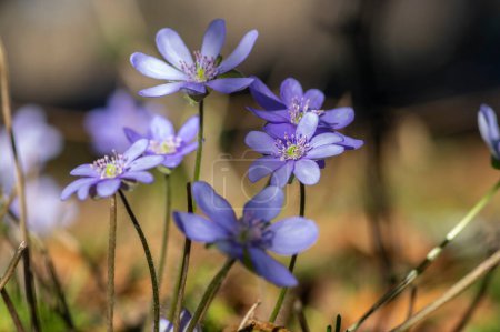Téléchargez les photos : Anemone hepatica common liverwort kidneywort flowers in bloom, early springtime flowering blue purple forest plants - en image libre de droit