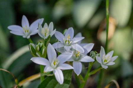 Photo for Ornithogalum umbellatum grass lily in bloom, small ornamental and wild bright white flowering springtime plant - Royalty Free Image