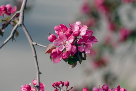 Photo for Ornamental malus royalty beautiful apple flowering tree, springtime, purple pink flowers in bloom on branches, colorful leaves - Royalty Free Image