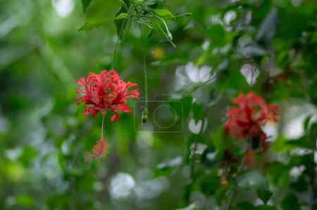 Foto de Hibiscus schizopetalus beautiful pink orange flowers in bloom, ornamental amazing flowering plant, hanging japanese lantern coral flower - Imagen libre de derechos