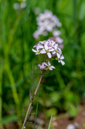 Photo for Cardamine pratensis cucko flower in bloom, group of petal flowering mayflowers on the meadow in green grass - Royalty Free Image
