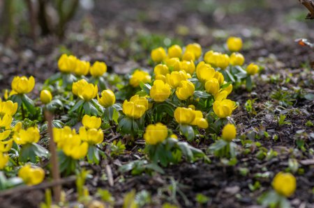 Téléchargez les photos : Bouquet de plantes à fleurs Eranthis hyemalis, aconite commune d'hiver en fleur, fleurs bulbeuses du début du printemps, bouquet macro détail - en image libre de droit