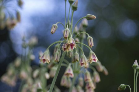 Photo for Allium siculum Nectaroscordum honey sicilian lily garlic flowers in bloom, beautiful springtime ornamental flowering plant, small bells on tall - Royalty Free Image