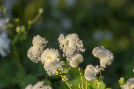 Foto de Anémona hupehensis praecox thimbleweed flores descoloridas planta semillas de color blanco brillante, flores de viento plantas en el jardín - Imagen libre de derechos