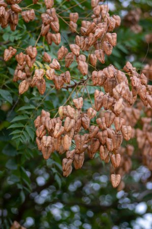 Photo for Koelreuteria paniculata ornamental goldenrain pride of india china varnish tree full of unripened green leaves and fruits full of ripening seeds - Royalty Free Image