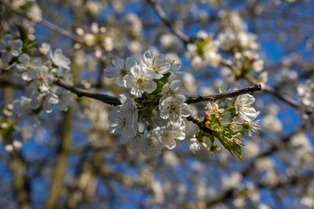 Photo for Prunus avium wild sweet cherry in bloom, beautiful white flowering tree branches with green leaves, blue sky - Royalty Free Image
