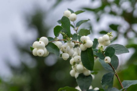 Photo for Detail of snow berries white on Symphoricarpos albus branches, beautiful ornamental ripened autumnal white fruits in daylight, green leaves in wooden fence background - Royalty Free Image