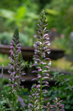 Photo for Acanthus hungaricus tall flowering plant, herbaceous purple white green bear's breeches flowers in bloom - Royalty Free Image