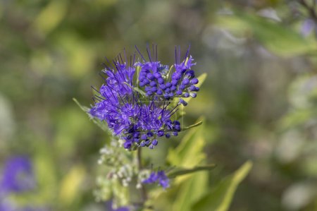 Photo for Caryopteris clandonensis bluebeard bright blue flowers in bloom, ornamental autumnal flowering plant with tall stem - Royalty Free Image