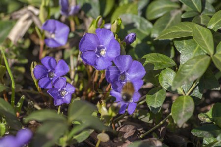 Téléchargez les photos : Vinca minor fleurs de pervenche en fleur, les plantes à fleurs pervenche commune, bleu pourpre fleur ornementale rampante - en image libre de droit