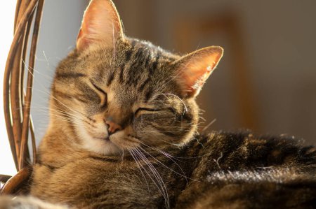 Téléchargez les photos : Chat domestique en marbre paresseux couché et relaxant dans le panier pendant la matinée ensoleillée à l'intérieur, expression concentrée, yeux verts lime - en image libre de droit