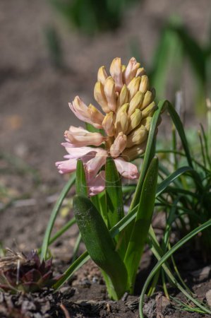 Téléchargez les photos : Hyacintus orientalis early spring flowering plant in bloom, group of ornamental flowering pink flowers in the garden - en image libre de droit