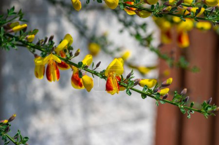 Téléchargez les photos : Cytisus scoparius lena fleurs ornementales en fleurs, jaune rouge orange plante à fleurs brillantes à la lumière du soleil - en image libre de droit
