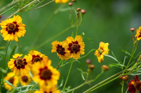Photo for Creopsis tinctoria garden golden tickseed bright yellow and red maroon flowers in bloom, calliopsis ornamental flowering plant - Royalty Free Image