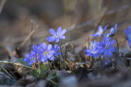 Photo for Anemone hepatica common liverwort kidneywort flowers in bloom, early springtime flowering blue purple forest plants - Royalty Free Image