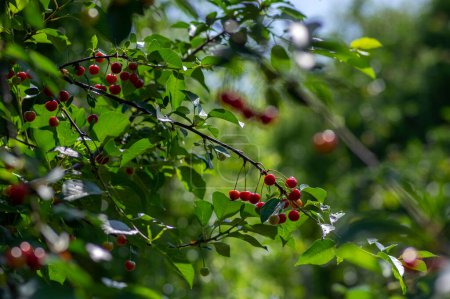 Téléchargez les photos : Prunus cerasus branches avec mûrissement fruits acides comestibles rouges, cerises acides avant les lièvres suspendues sur l'arbre avec des feuilles vertes - en image libre de droit