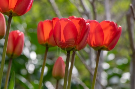 Téléchargez les photos : Dark bright red color country Darwin tulips in bloom, bouquet of springtime flowering plants in the ornamental spring garden - en image libre de droit
