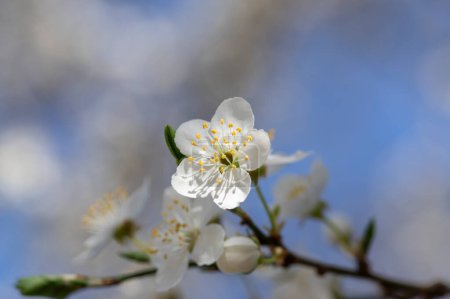 Foto de Prunus domestica italica greengages ciruelas árbol en flor, hermosas ramas florecientes ricas en primavera soleada - Imagen libre de derechos