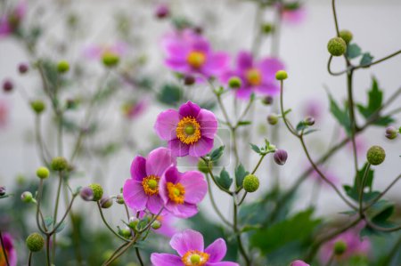 Téléchargez les photos : Anemone hupehensis praecox rose pétale simplicité plante à fleurs, Eriocapitella thimbleweed plantes ornementales à fleurs de vent dans le jardin - en image libre de droit