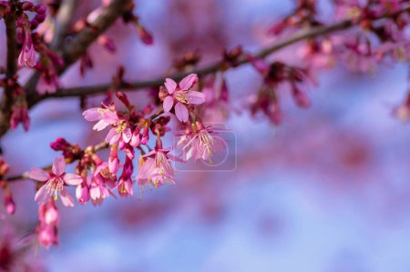 Photo for Prunus campanulata okame flowering early spring ornamental tree, beautiful small like bell pink white flowers in bloom - Royalty Free Image