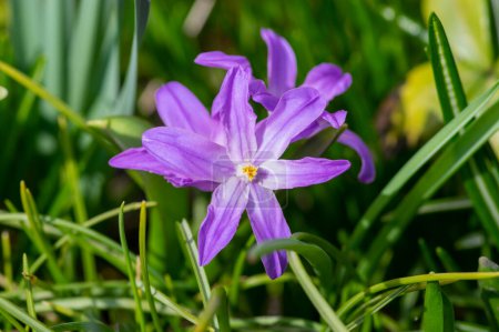 Téléchargez les photos : Scilla luciliae blue small springtime flowers in the grass, close up view bulbous flowering bright purple white violet plants - en image libre de droit