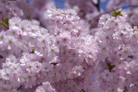 Photo for Prunus sargentii accolade sargent cherry flowering tree branches, beautiful groups light pink petal flowers in bloom and buds - Royalty Free Image