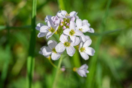 Photo for Cardamine pratensis cucko flower in bloom, group of petal flowering mayflowers on the meadow in green grass - Royalty Free Image